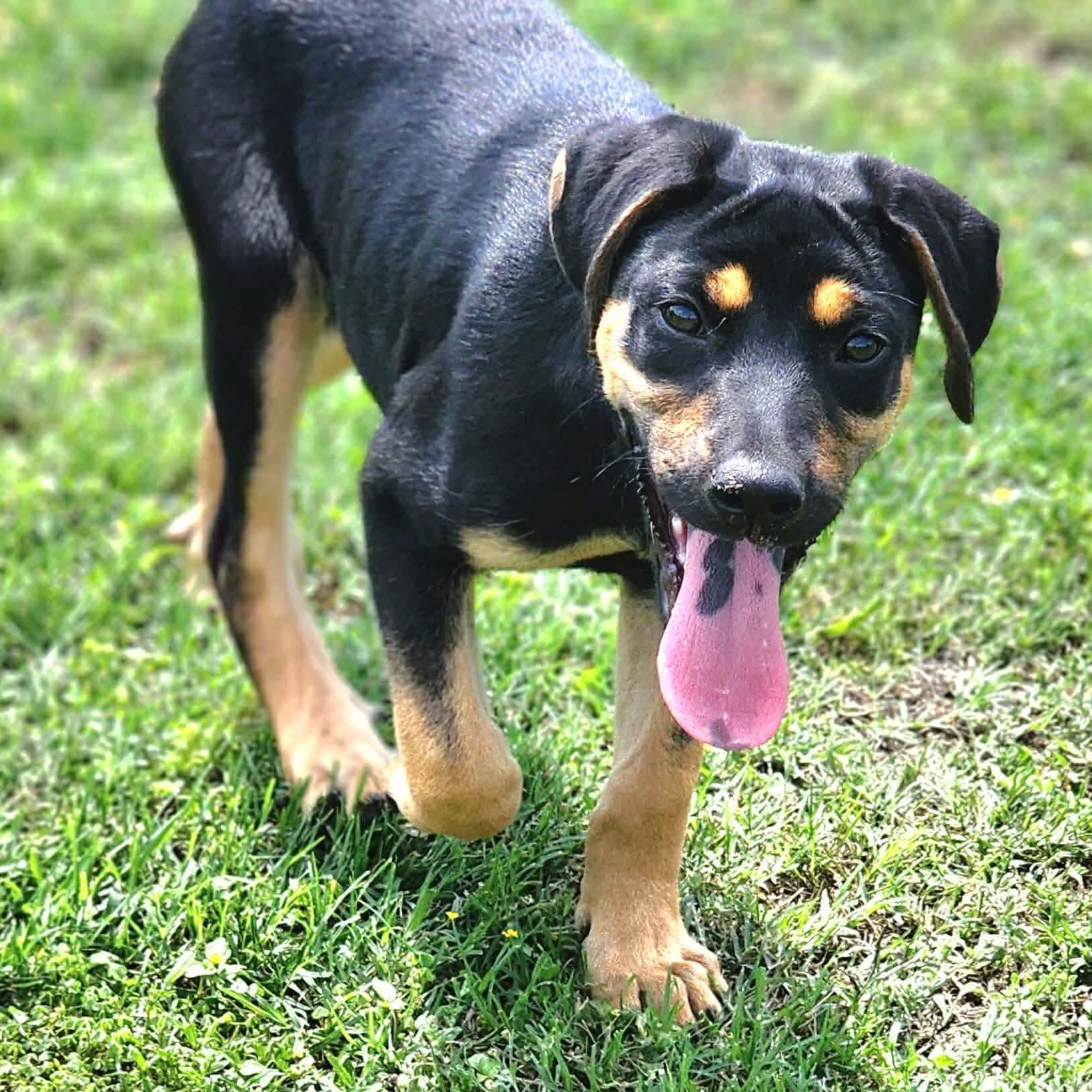 Enlarge Laverne , a Adoptable mixed breed in Pittsburgh, PA image 4/6
