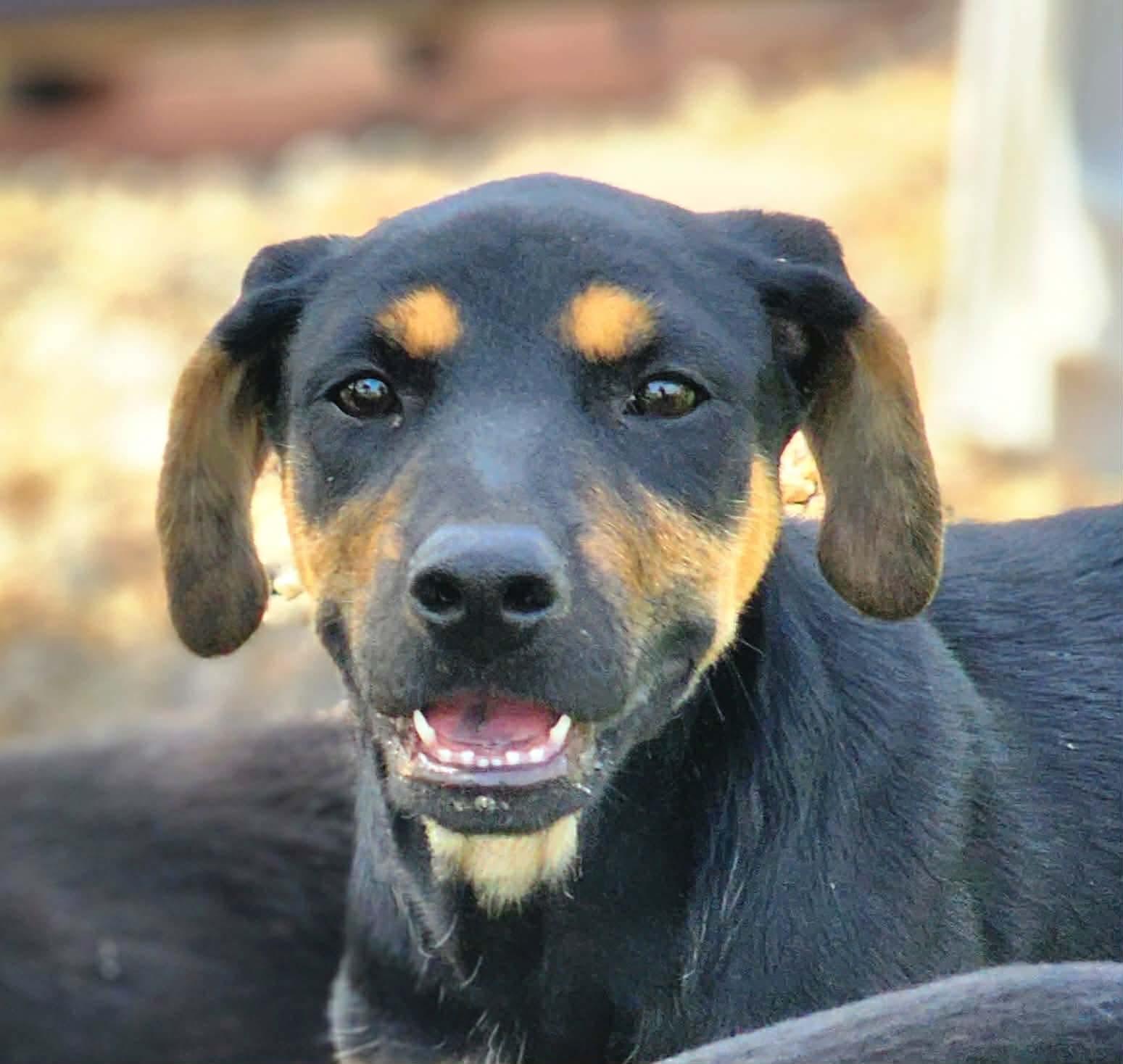 Enlarge Laverne , a Adoptable mixed breed in Pittsburgh, PA image 3/6