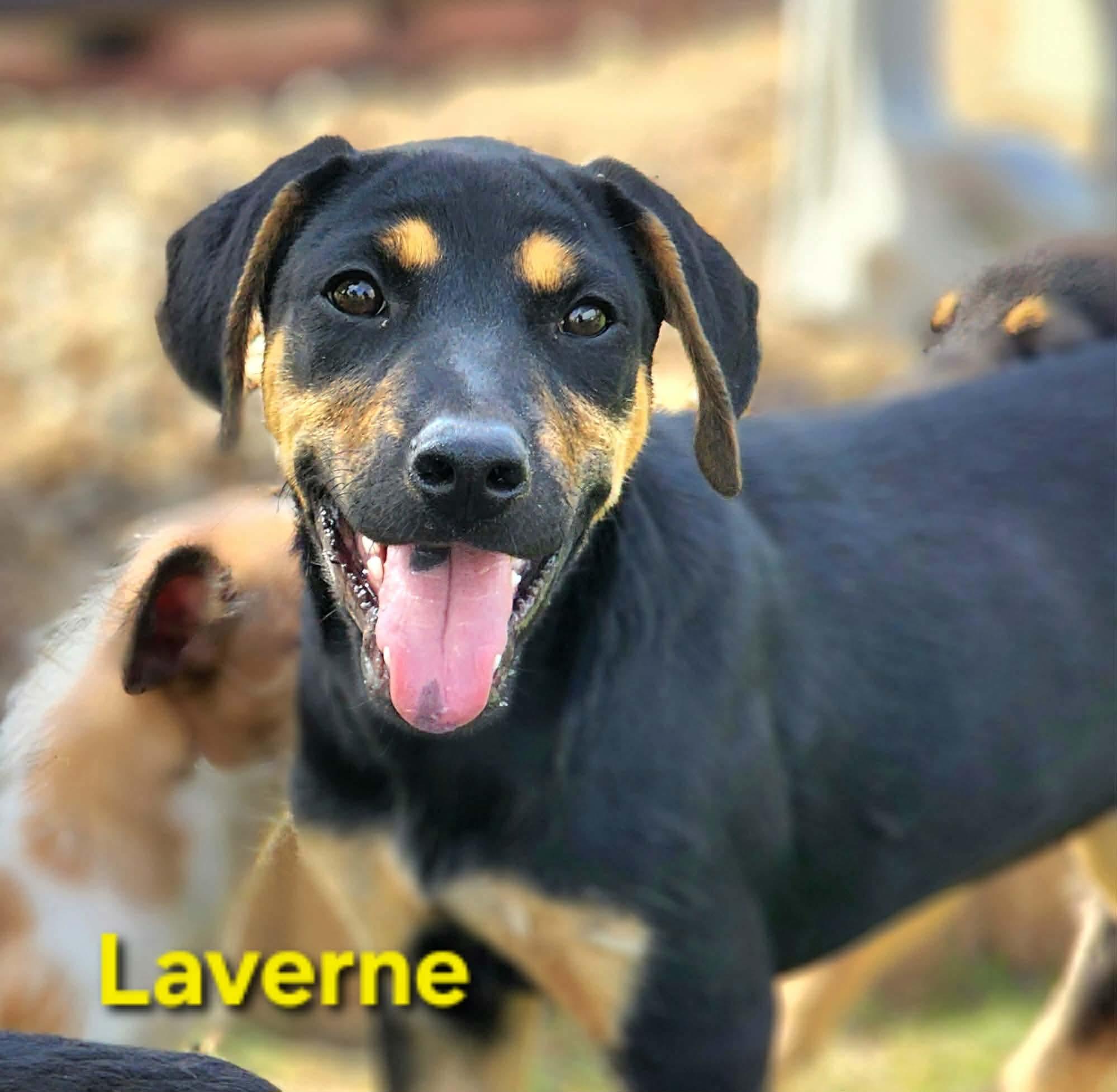 Enlarge Laverne , a Adoptable mixed breed in Pittsburgh, PA image 1/6