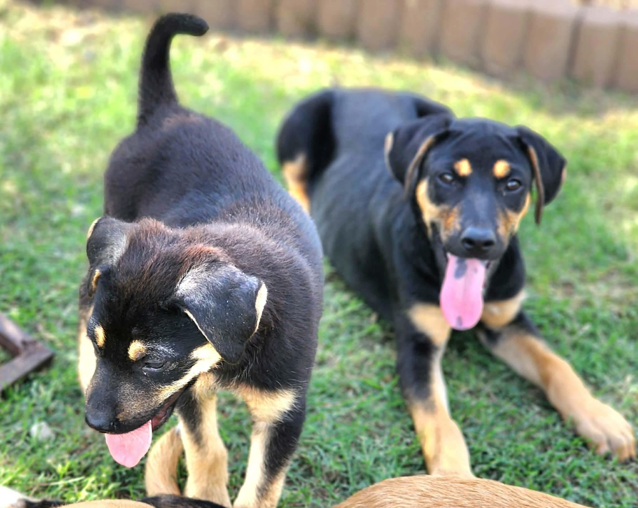 Enlarge Laverne , a Adoptable mixed breed in Pittsburgh, PA image 6/6