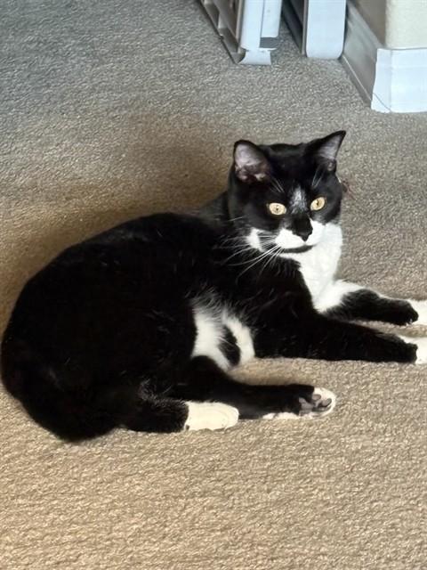 Enlarge NOODLE, a Adoptable Domestic Short Hair in Colorado Springs, CO image 1/1