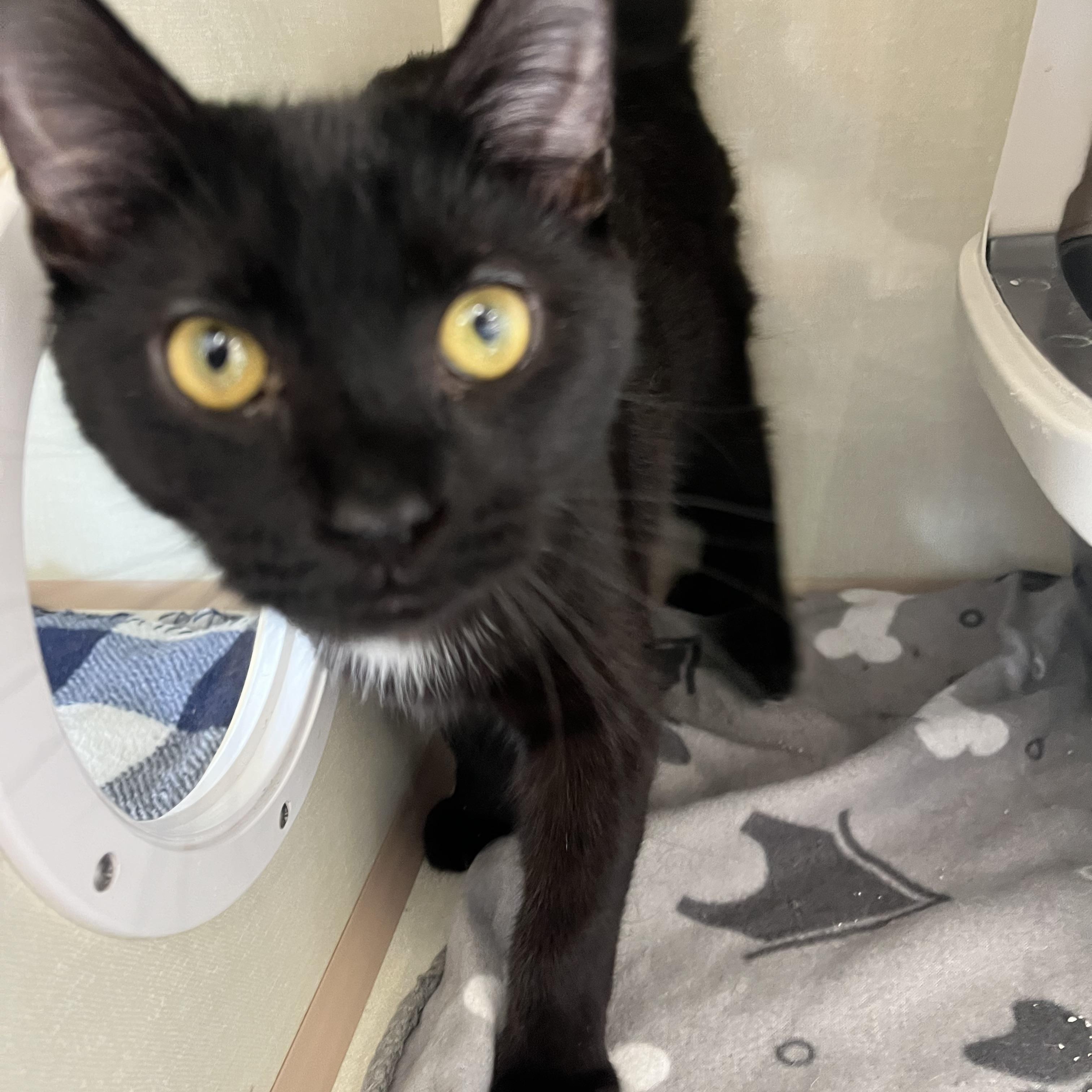 Miles, Adoptable, Kitten Male Domestic Short Hair.