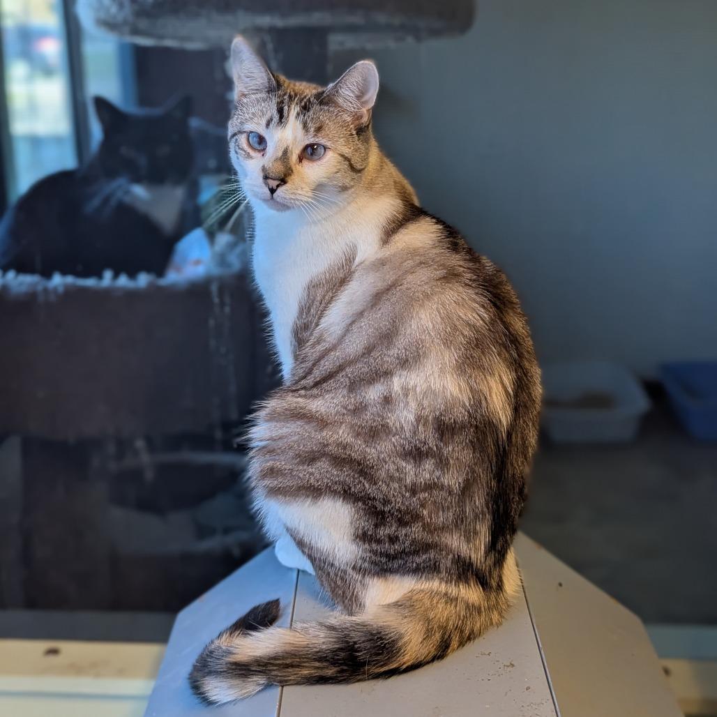 Imogene, Adoptable, Adult Female Domestic Short Hair & Siamese.