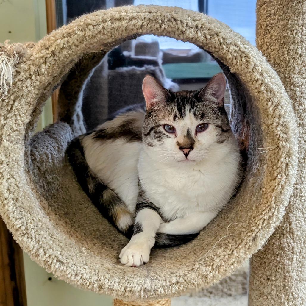 Enlarge Imogene, a Adoptable mixed breed in Buffalo, NY image 2/3
