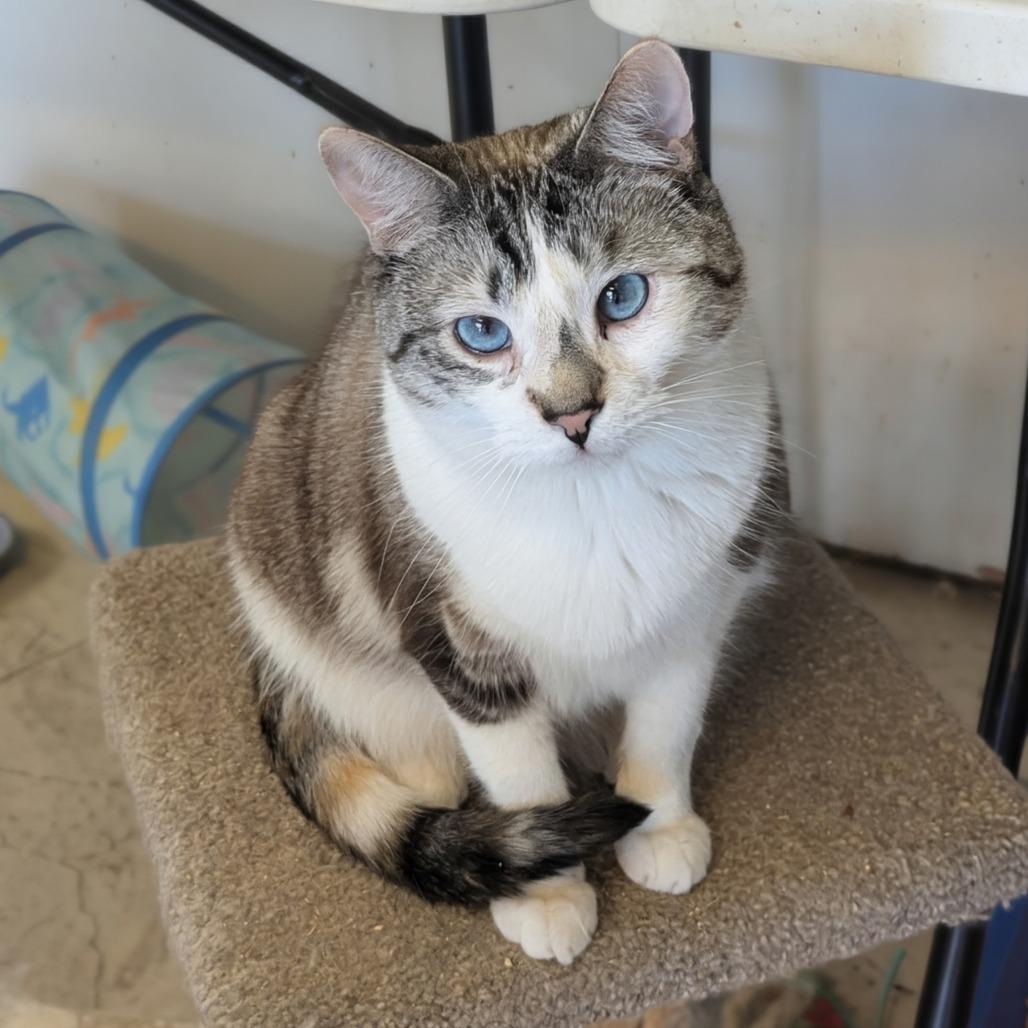 Enlarge Imogene, a Adoptable mixed breed in Buffalo, NY image 3/3