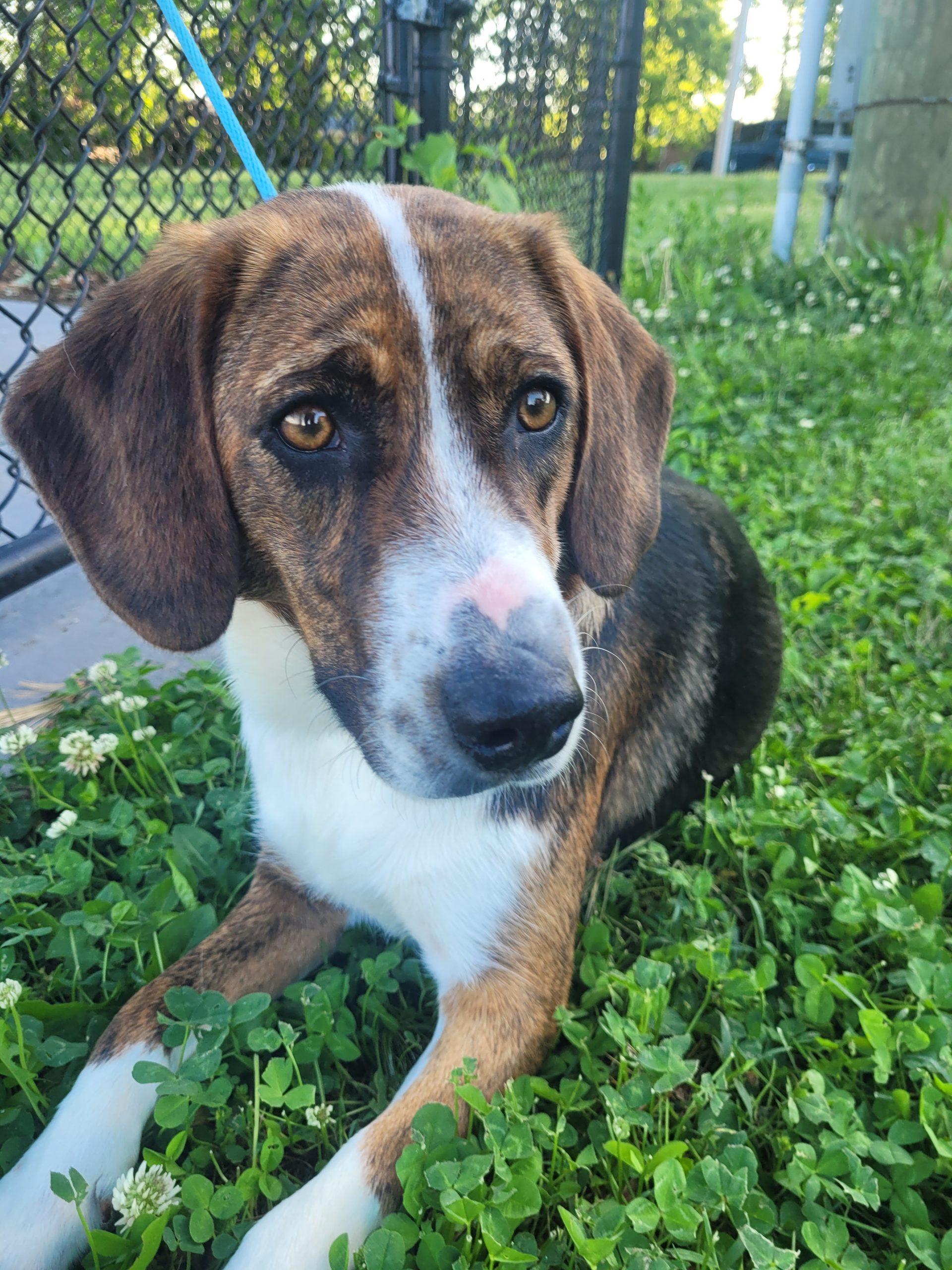 Enlarge Holly 5701 D, a Adoptable mixed breed in Frankfort, KY image 1/6