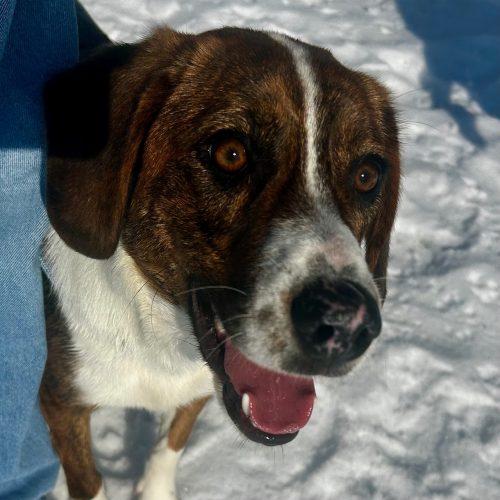 Enlarge Holly 5701 D, a Adoptable mixed breed in Frankfort, KY image 2/6