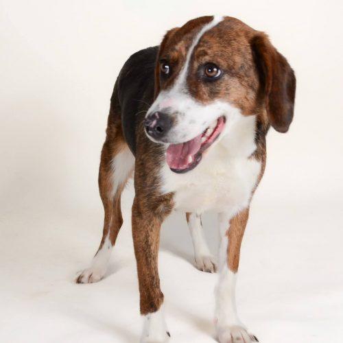Enlarge Holly 5701 D, a Adoptable mixed breed in Frankfort, KY image 3/6