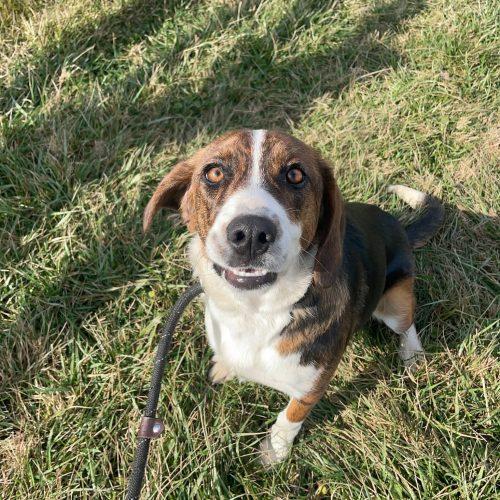 Enlarge Holly 5701 D, a Adoptable mixed breed in Frankfort, KY image 4/6
