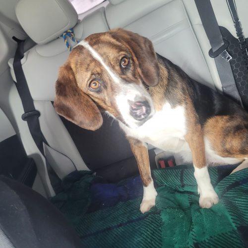 Enlarge Holly 5701 D, a Adoptable mixed breed in Frankfort, KY image 5/6