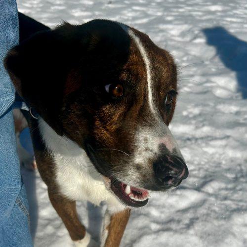 Enlarge Holly 5701 D, a Adoptable mixed breed in Frankfort, KY image 6/6