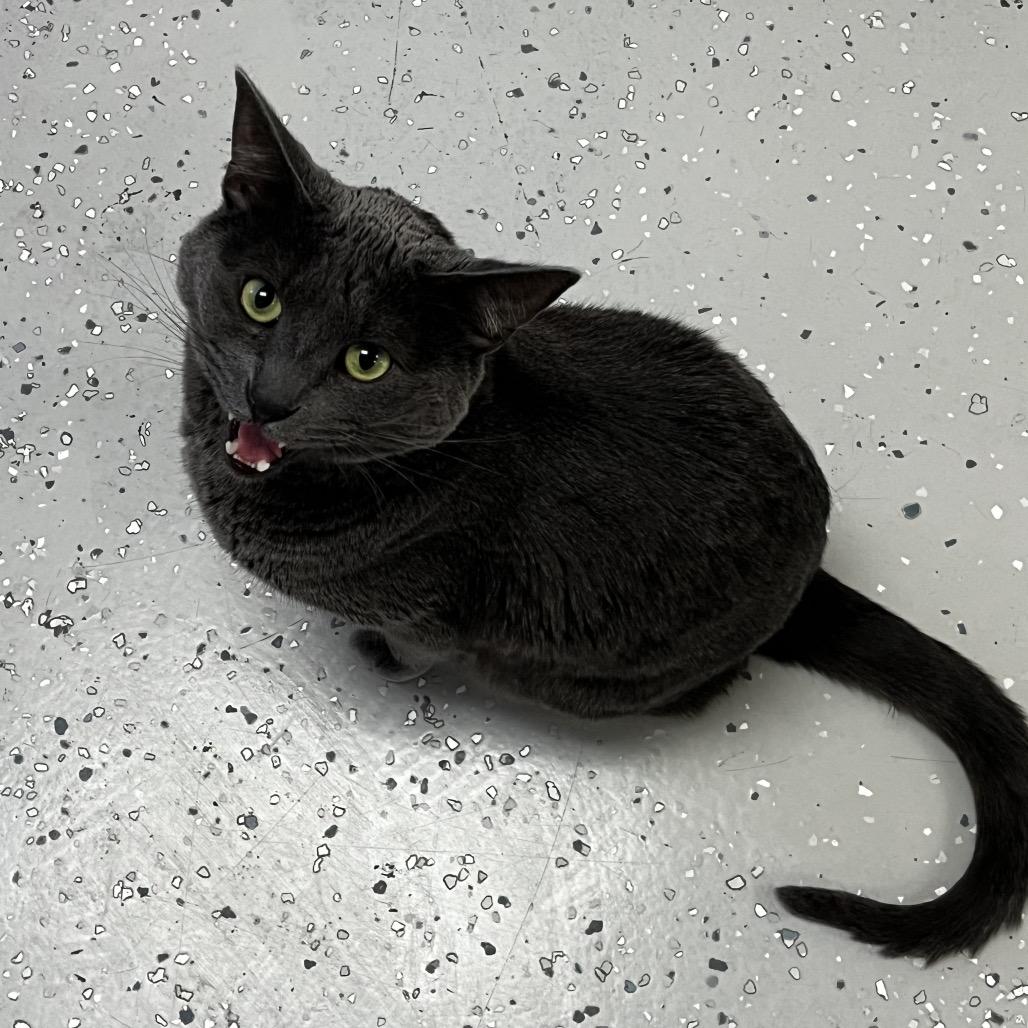 Enlarge Mr. Toad, a Adoptable Domestic Short Hair in Yucca Valley, CA image 1/6