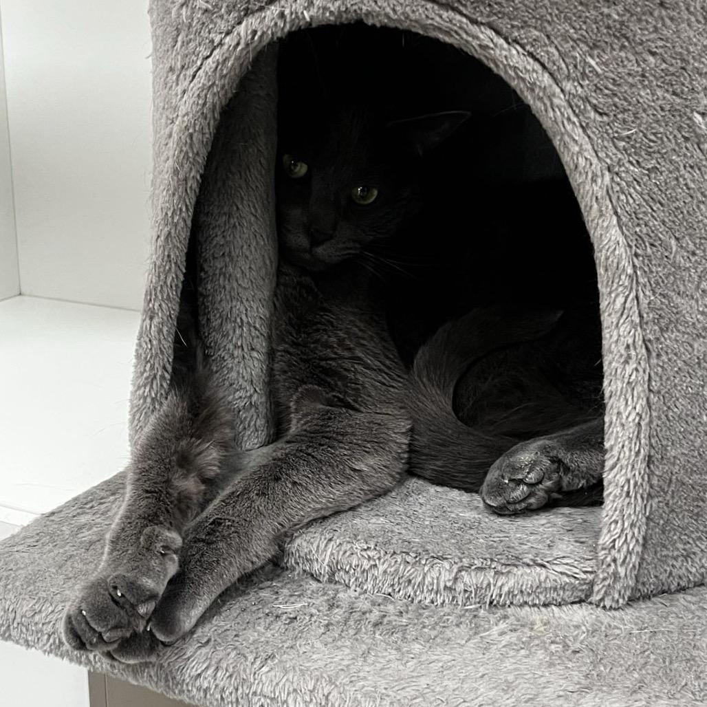 Enlarge Mr. Toad, a Adoptable Domestic Short Hair in Yucca Valley, CA image 2/6