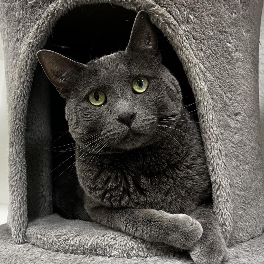 Enlarge Mr. Toad, a Adoptable Domestic Short Hair in Yucca Valley, CA image 3/6