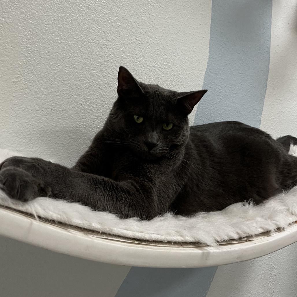 Mr. Toad, a Adoptable Domestic Short Hair in Yucca Valley, CA image 4/6