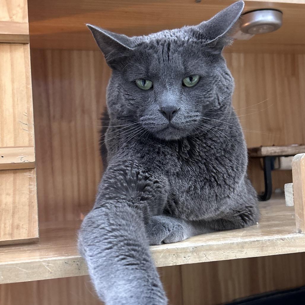 Enlarge Mr. Toad, a Adoptable Domestic Short Hair in Yucca Valley, CA image 4/6