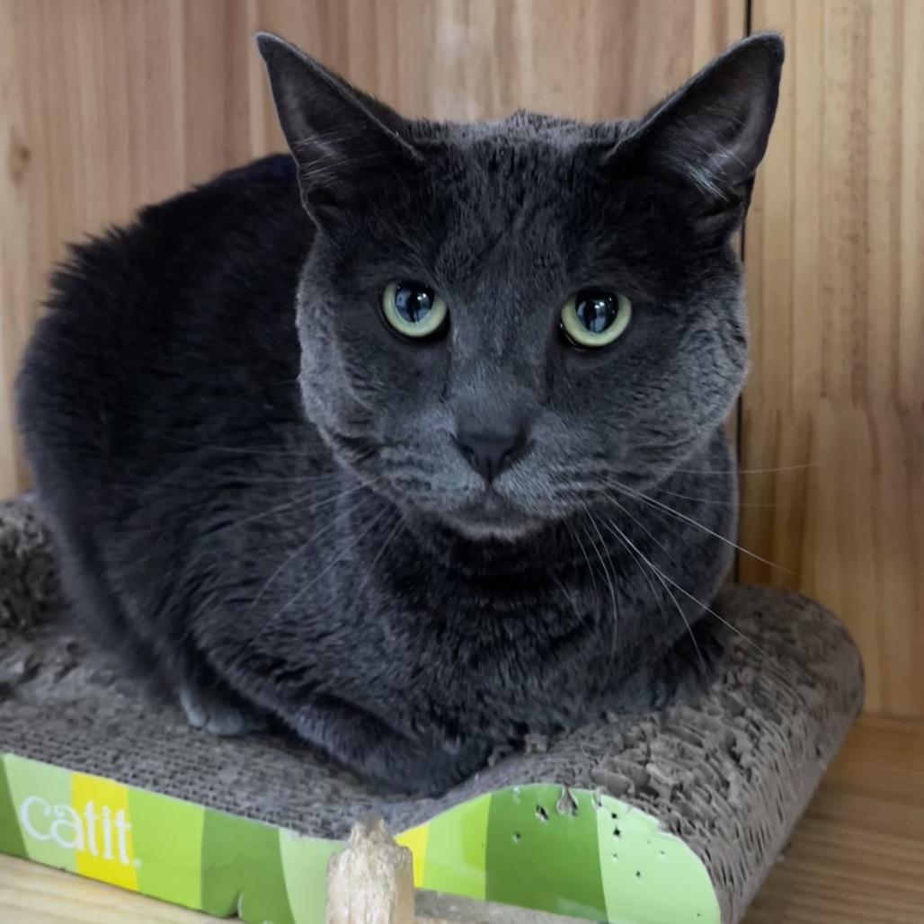 Enlarge Mr. Toad, a Adoptable Domestic Short Hair in Yucca Valley, CA image 5/6