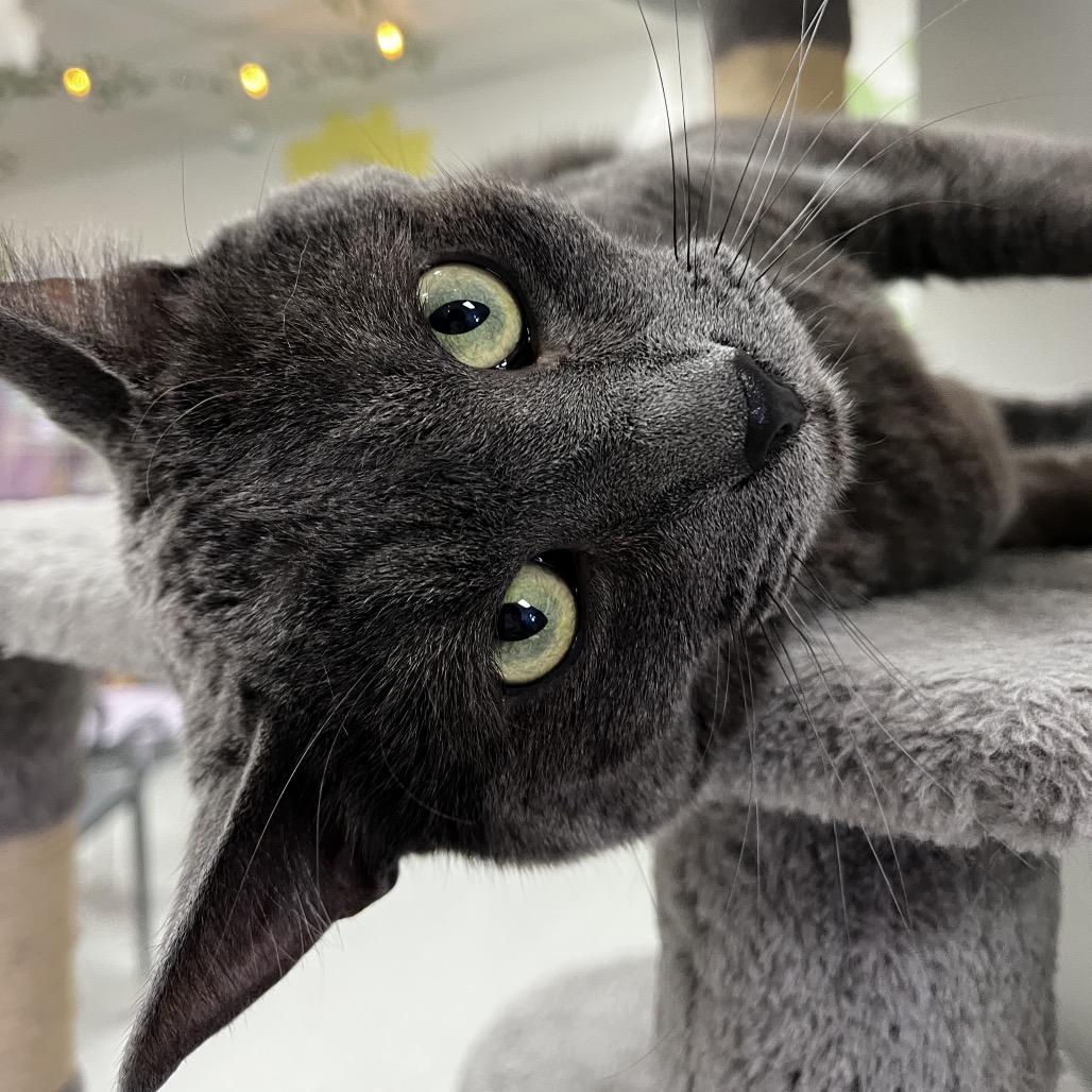 Mr. Toad, a Adoptable Domestic Short Hair in Yucca Valley, CA image 6/6