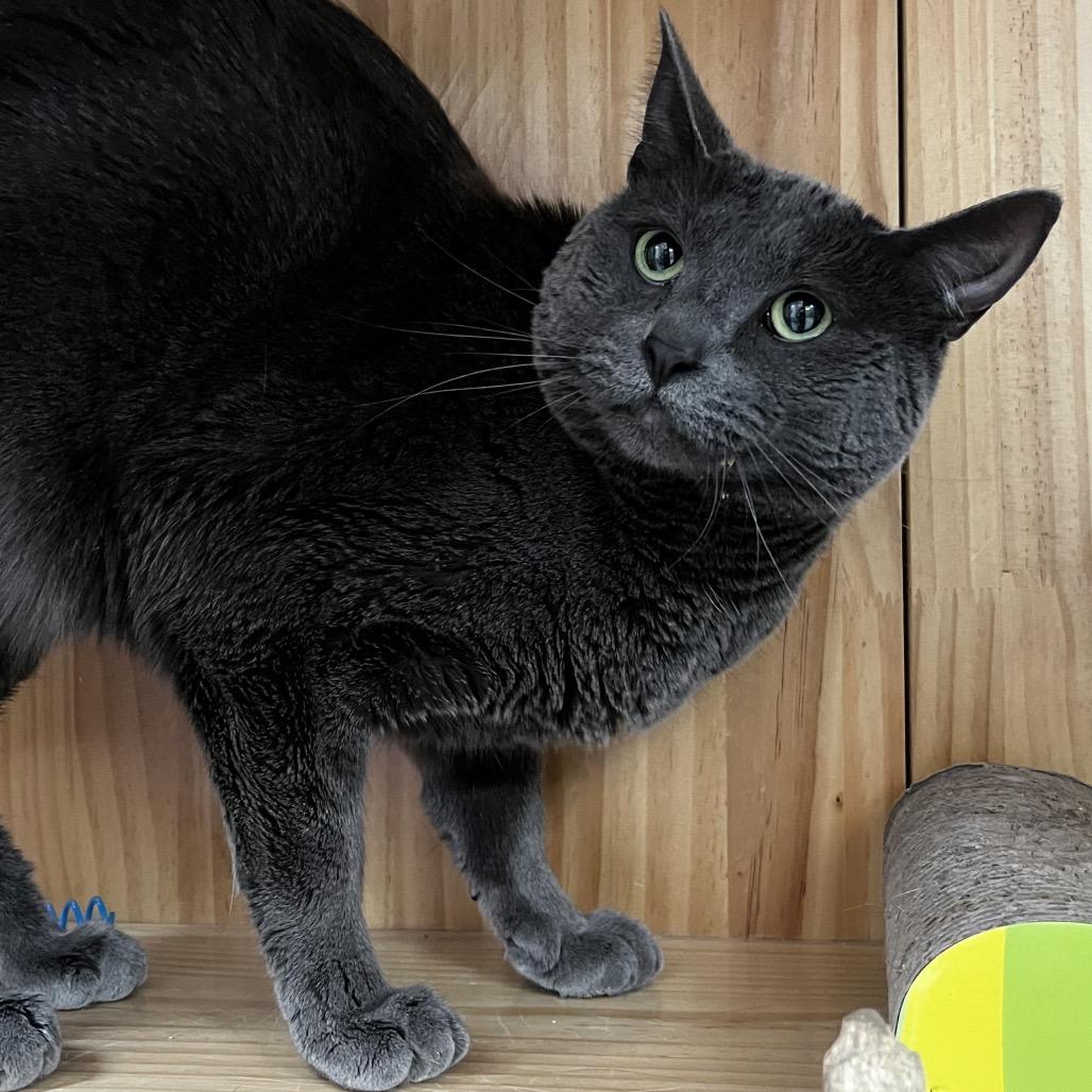 Enlarge Mr. Toad, a Adoptable Domestic Short Hair in Yucca Valley, CA image 6/6