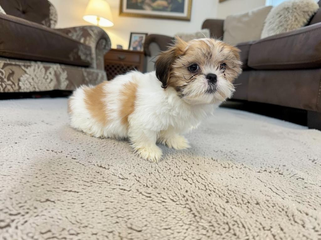 Soleil, an adopted Shih Tzu in San Antonio, TX image 3/4