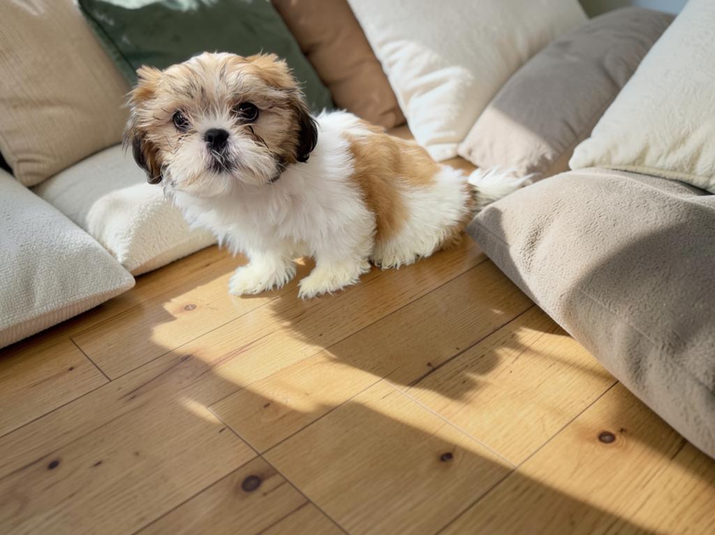 Soleil, an adopted Shih Tzu in San Antonio, TX image 2/4