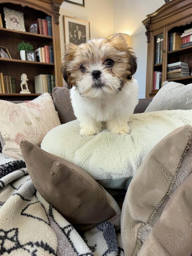 Soleil, an adopted Shih Tzu in San Antonio, TX image 4/4