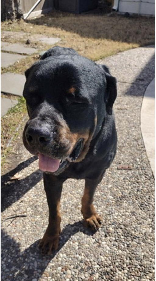 Bruno : A Total Gem — thumbnail 2