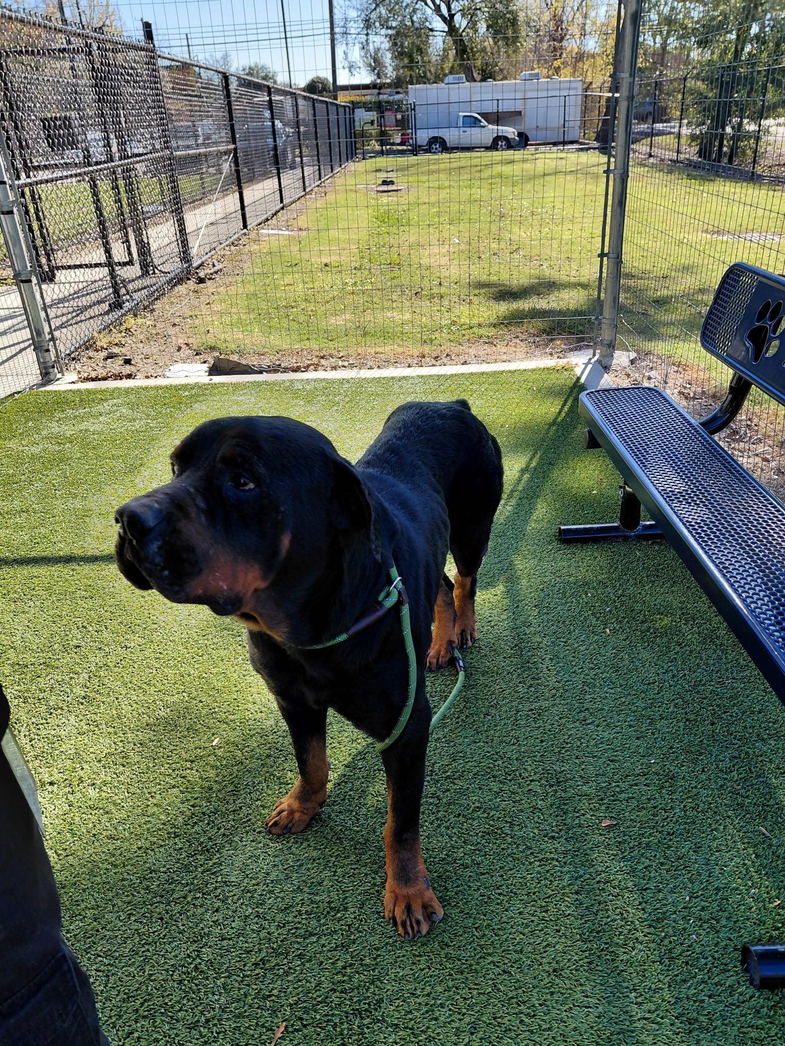 Bruno : A Total Gem — thumbnail 3