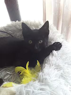 Panther, Adopted, Young Male Domestic Short Hair.