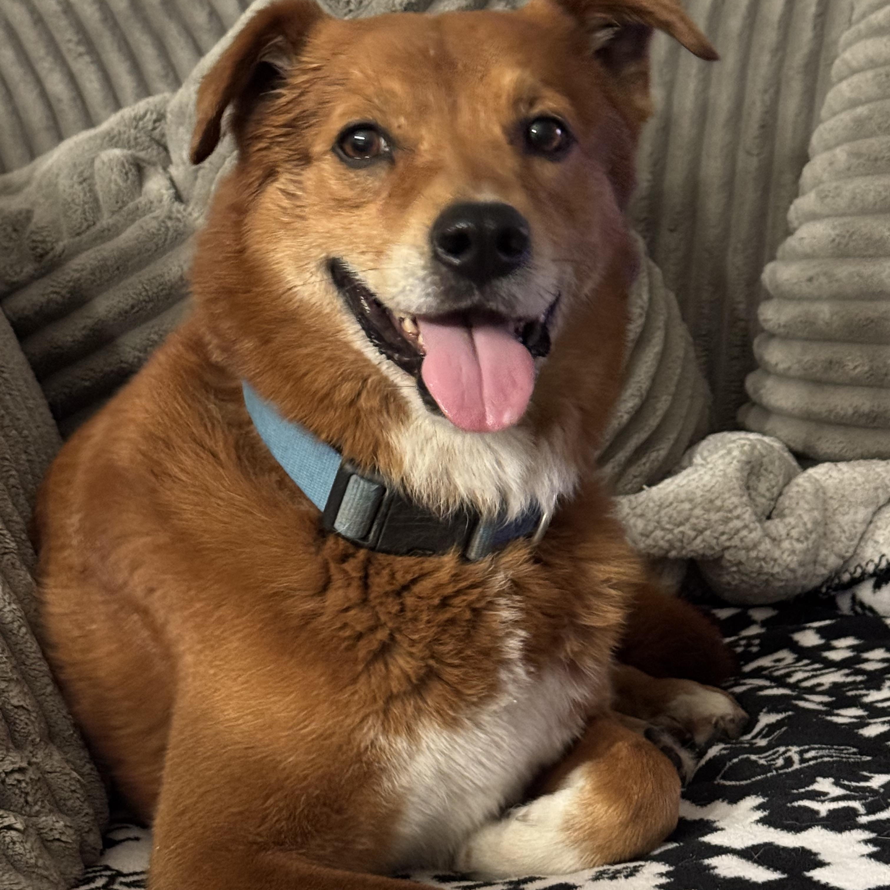 Enlarge Buddy, a Adoptable mixed breed in Mico, TX image 1/4