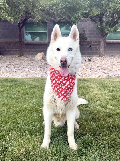 Lupin, Adoptable, Adult Male Siberian Husky.