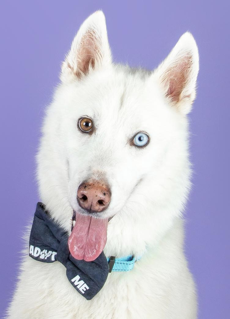 Enlarge Lupin, a Adoptable Siberian Husky in Cottonwood Heights, UT image 2/2