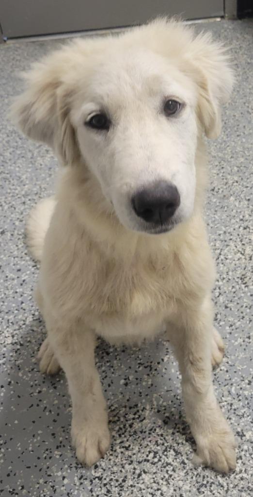 Jamie, Adoptable, Puppy Female Great Pyrenees.