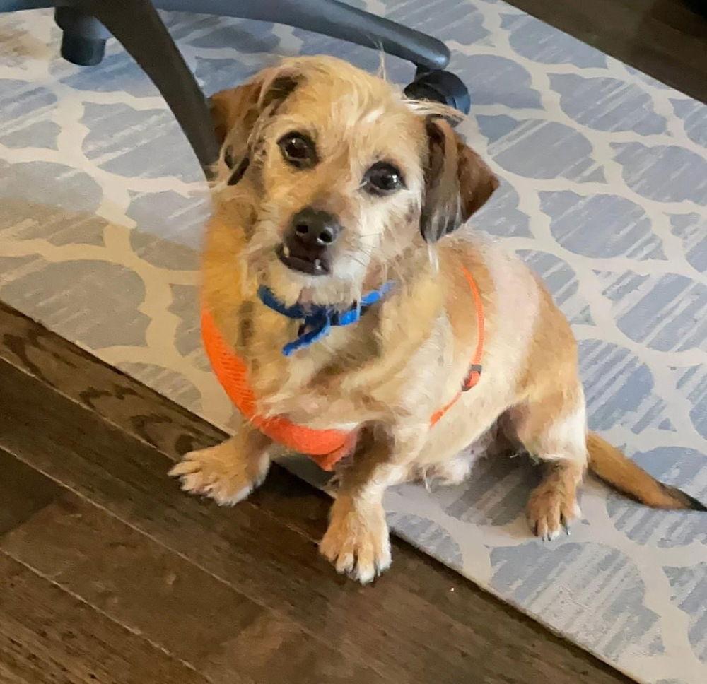 Toto~, a Adoptable mixed breed in Columbia, TN image 1/3