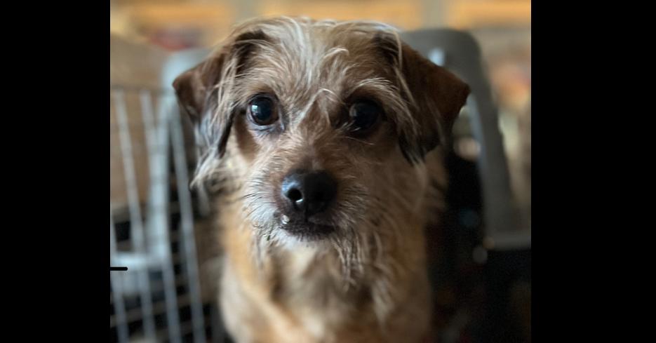 Toto~, a Adoptable mixed breed in Columbia, TN image 2/3