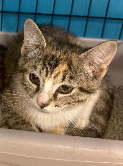 Enlarge Nacho (Kitty), a Adoptable Domestic Short Hair in Ashville, OH image 1/1