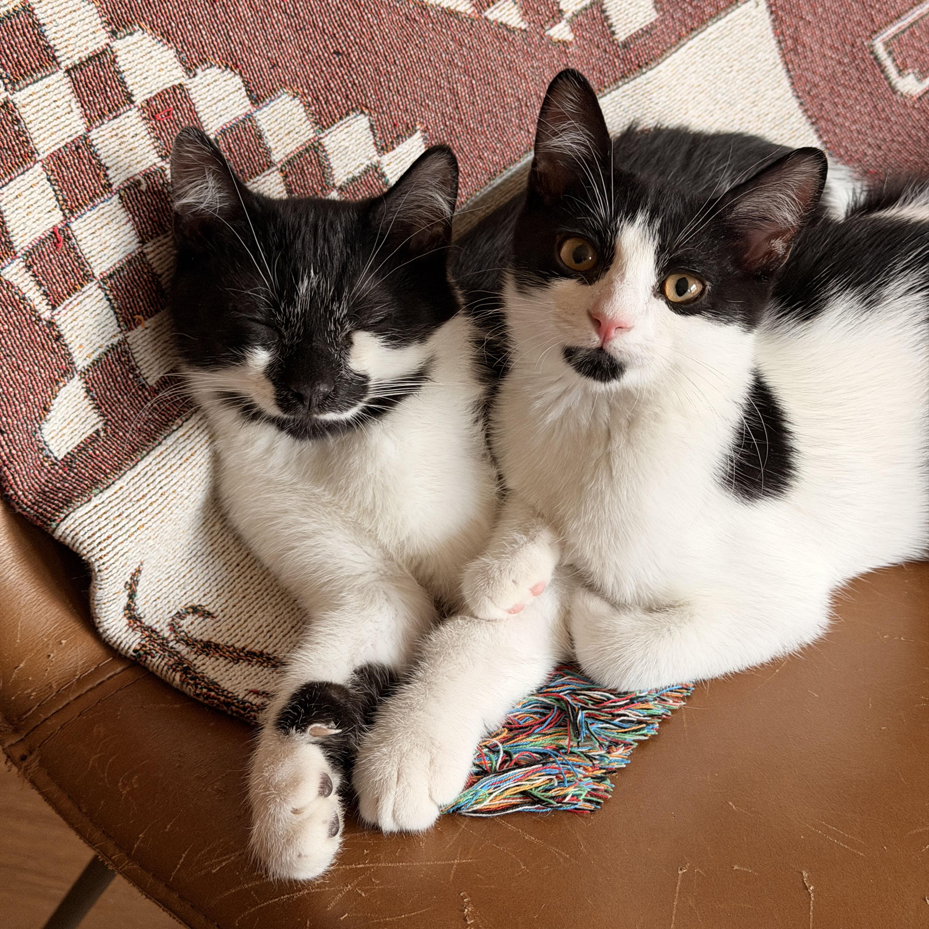 Panda & Zebra, a ADOPTABLE Domestic Short Hair in BROOKLYN, NY image 5/6