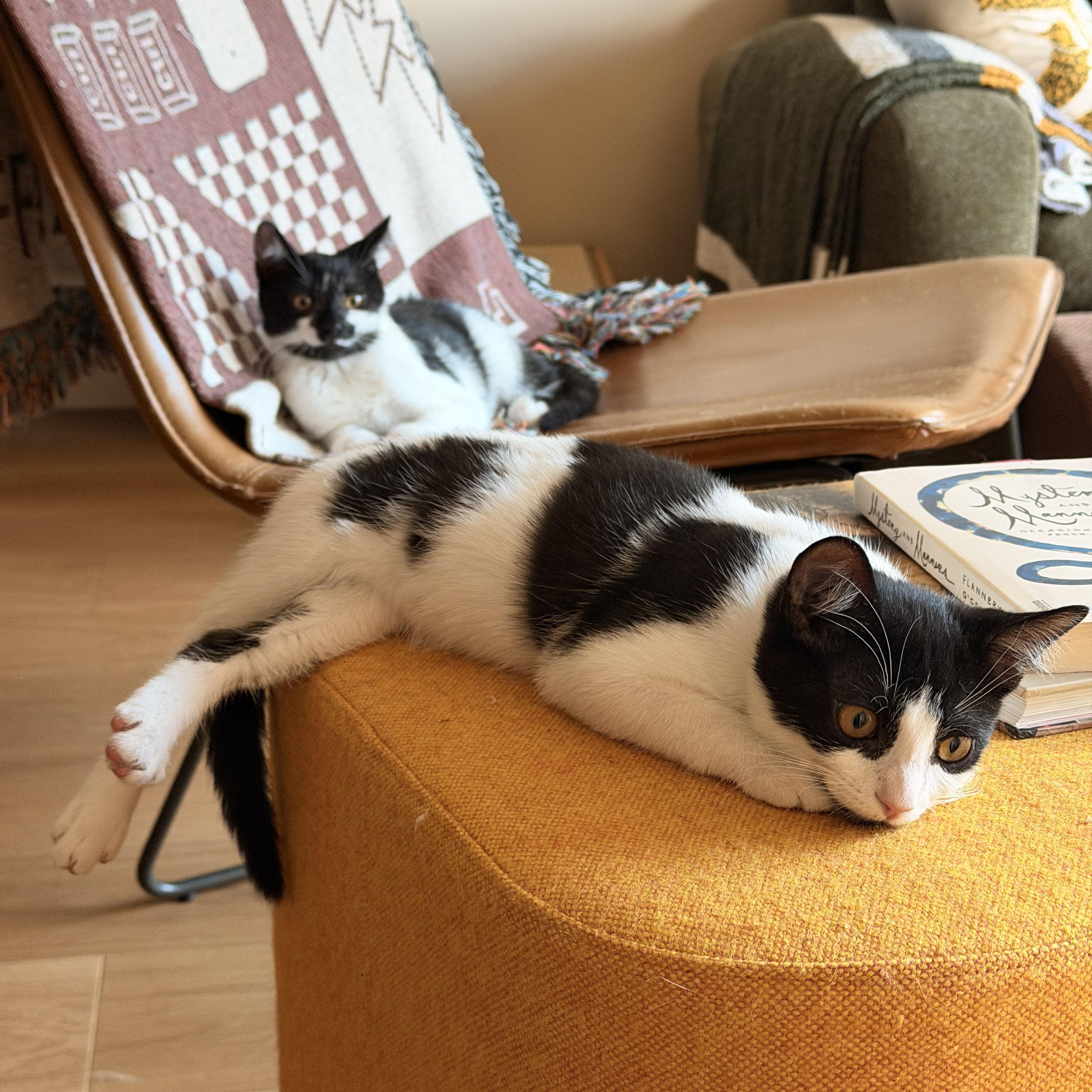 Panda & Zebra, a ADOPTABLE Domestic Short Hair in BROOKLYN, NY image 4/6