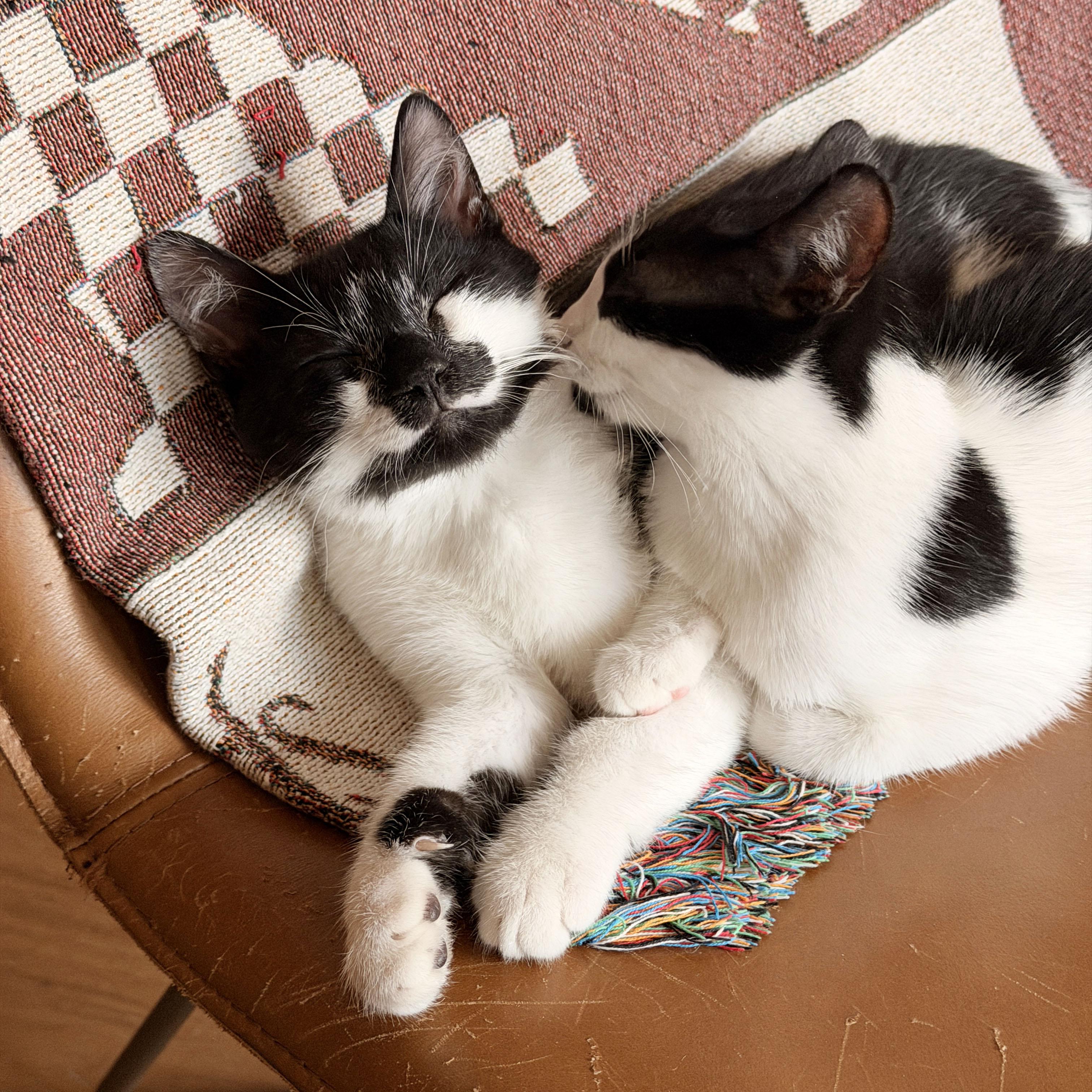 Panda & Zebra, a ADOPTABLE Domestic Short Hair in BROOKLYN, NY image 3/6