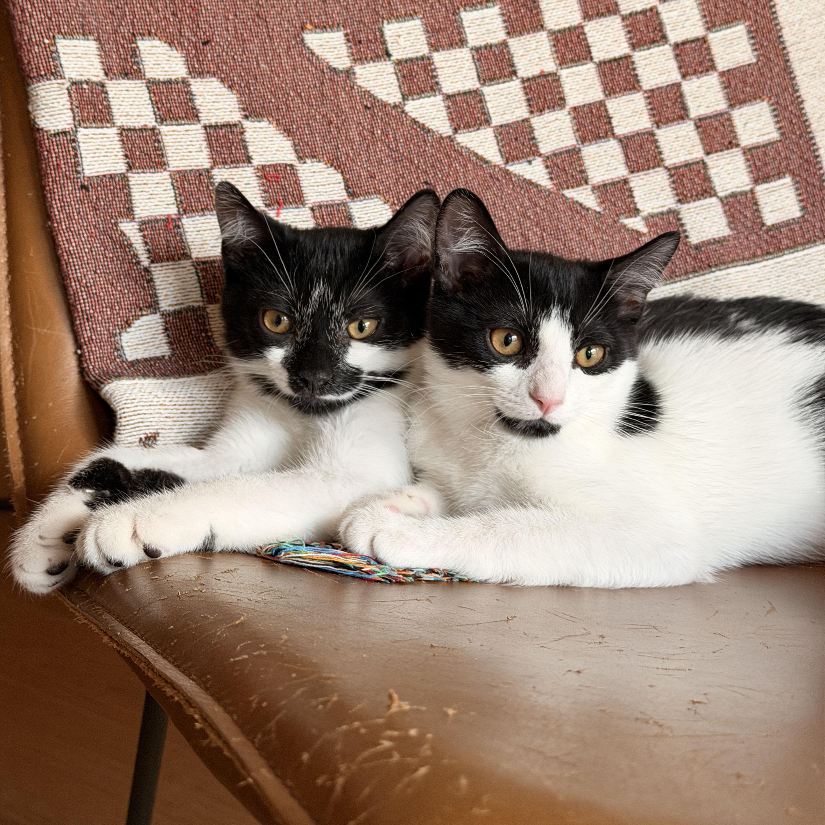Panda & Zebra, a ADOPTABLE Domestic Short Hair in BROOKLYN, NY image 6/6