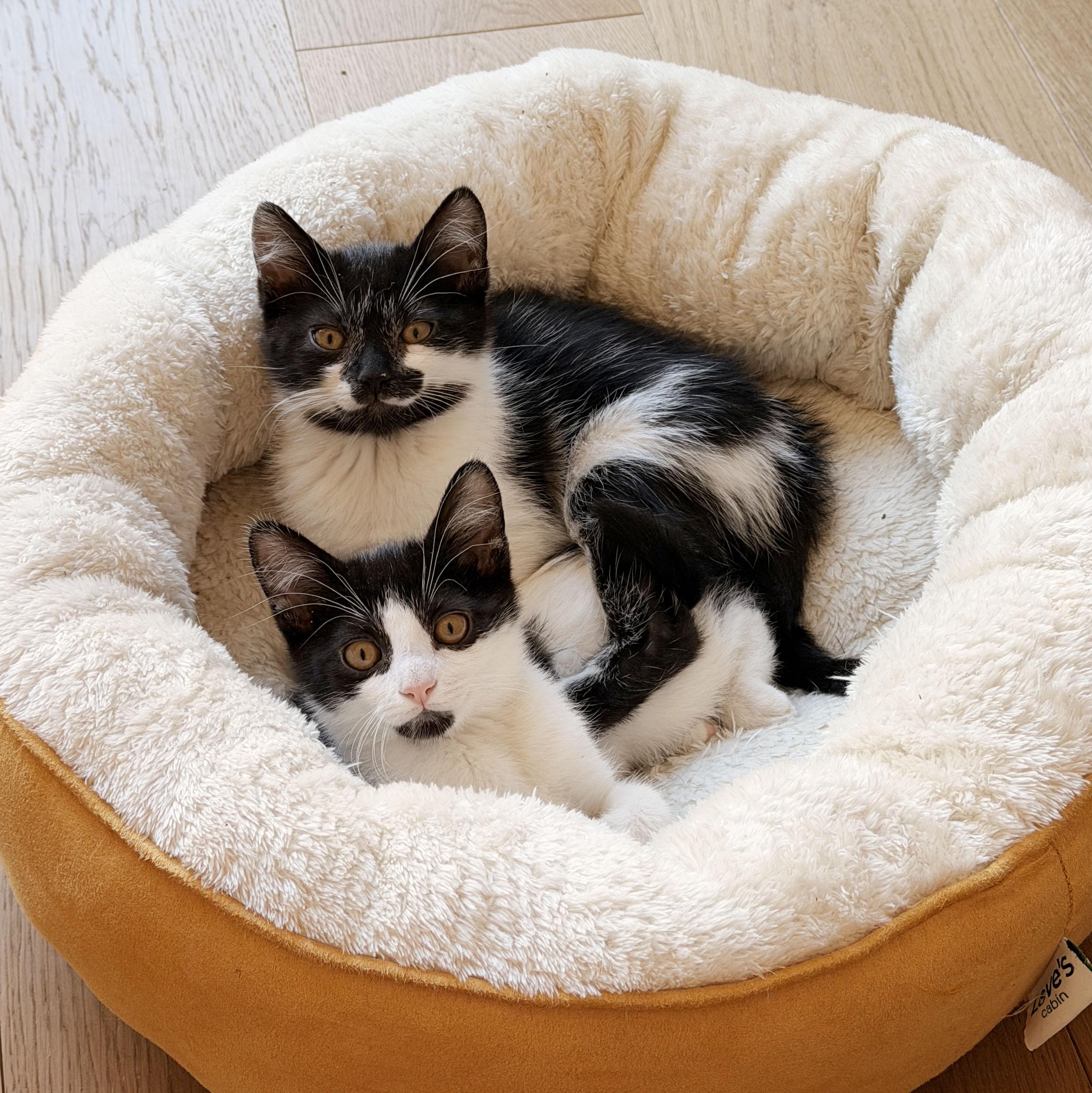 Panda & Zebra, a ADOPTABLE Domestic Short Hair in BROOKLYN, NY image 2/6