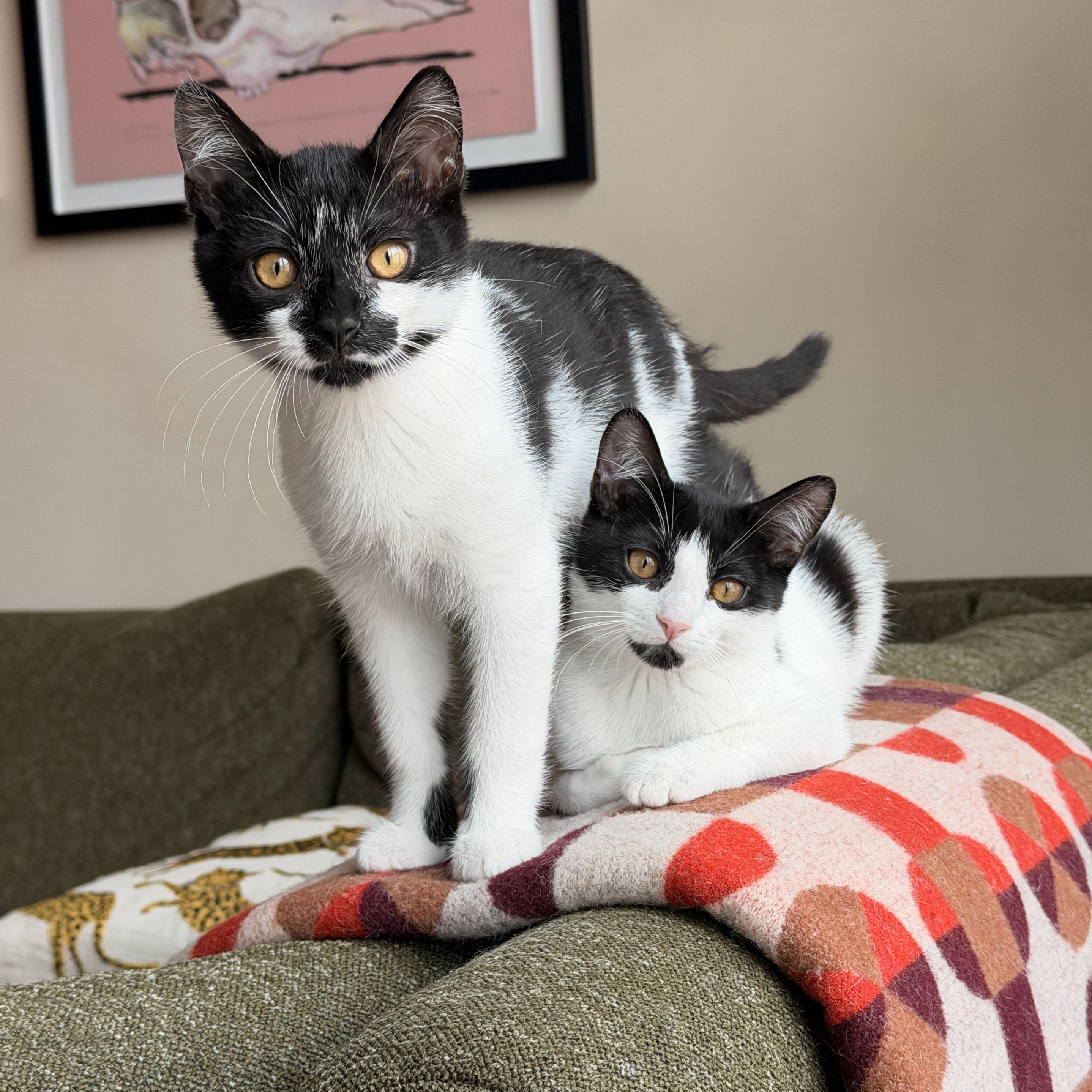 Panda & Zebra, ADOPTABLE, Kitten Male Domestic Short Hair.