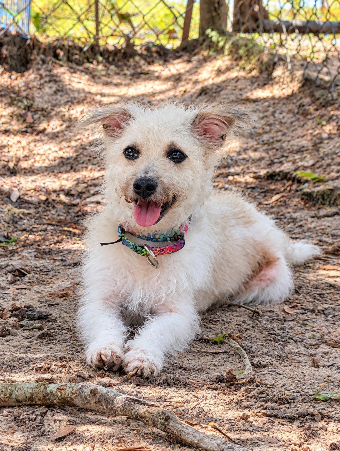 Chesney, Adopted, Adult Male Wire Fox Terrier.