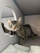 Iris, adoptable, Young Female Domestic Short Hair.