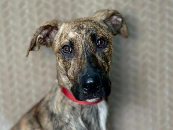 Lexie, Adoptable, Young Female Pit Bull Terrier & Greyhound.