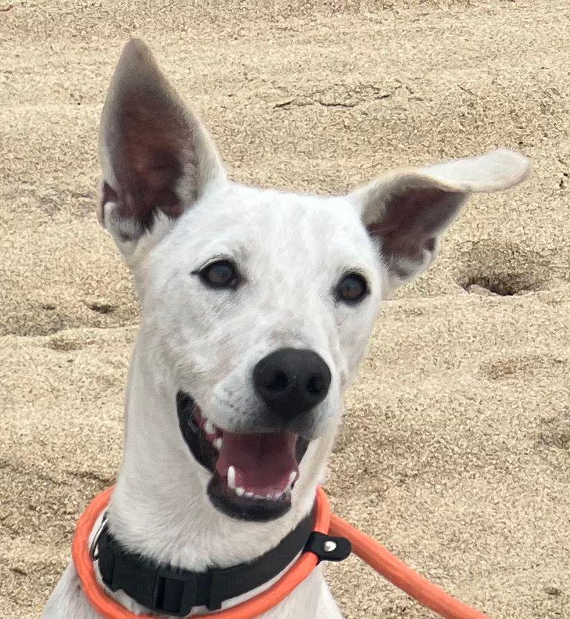 Toro and Zorro, ADOPTABLE, Young Male Whippet.