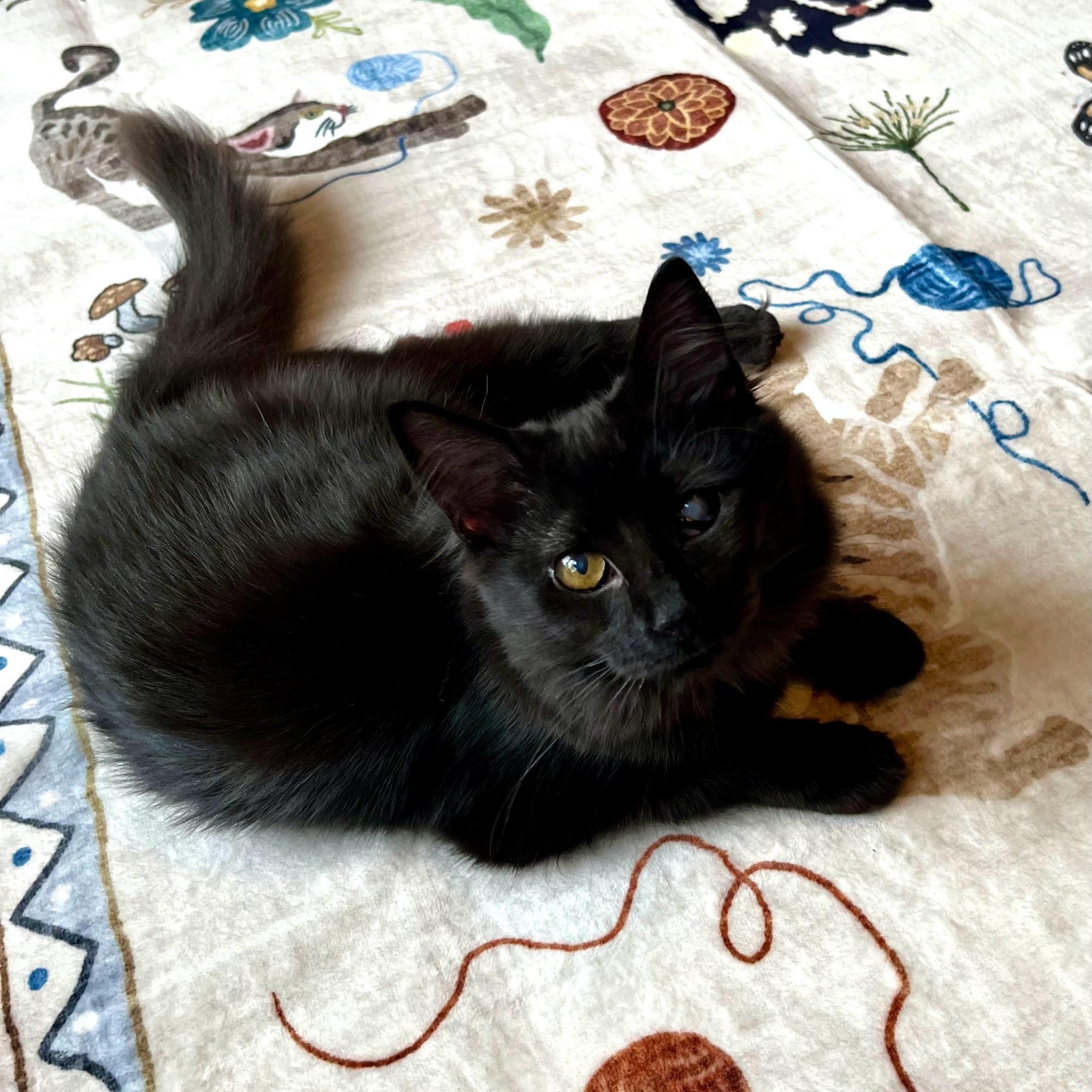 Lillian & Edith Bonded Sisters, Adoptable, Young Female Domestic Long Hair.