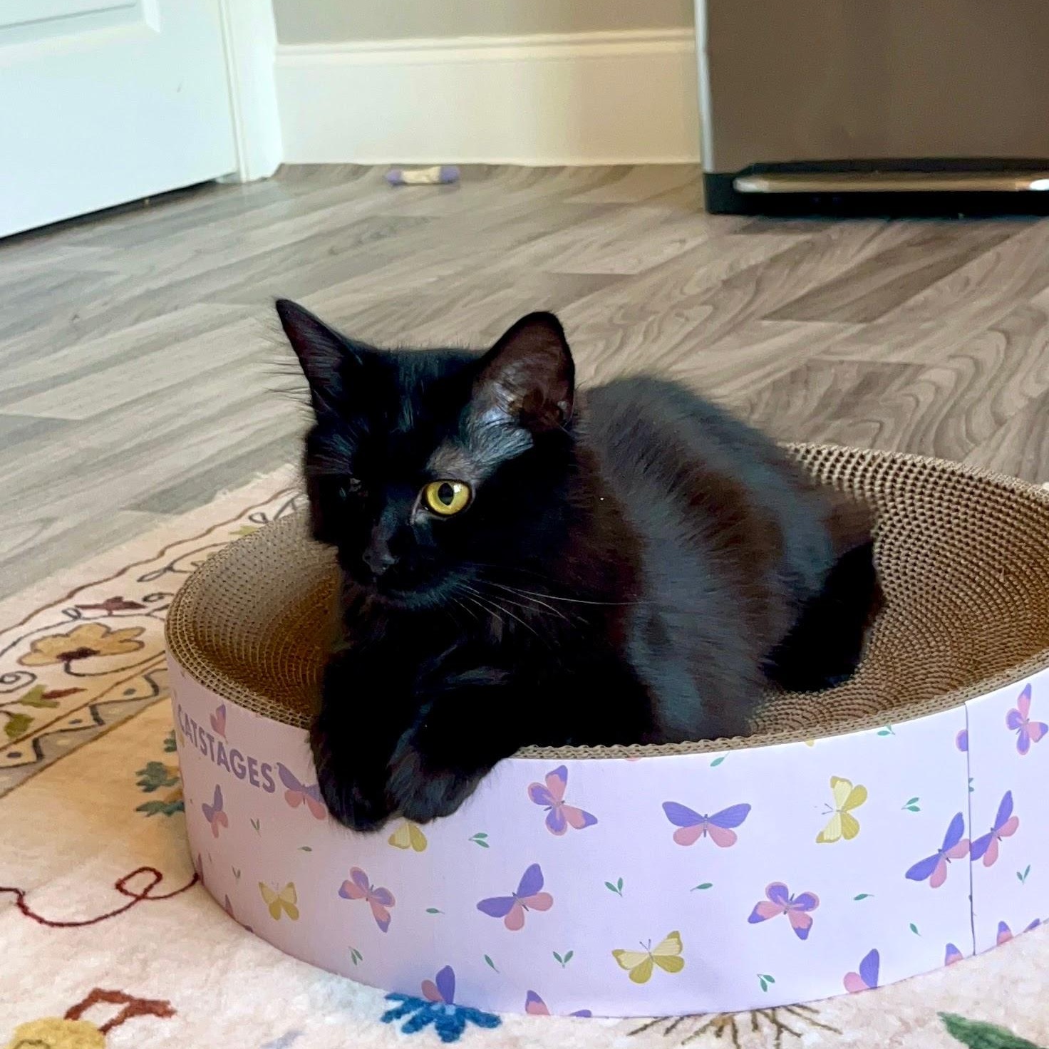 Lillian & Edith Bonded Sisters, a Adoptable Domestic Long Hair in Charlotte, NC image 2/6