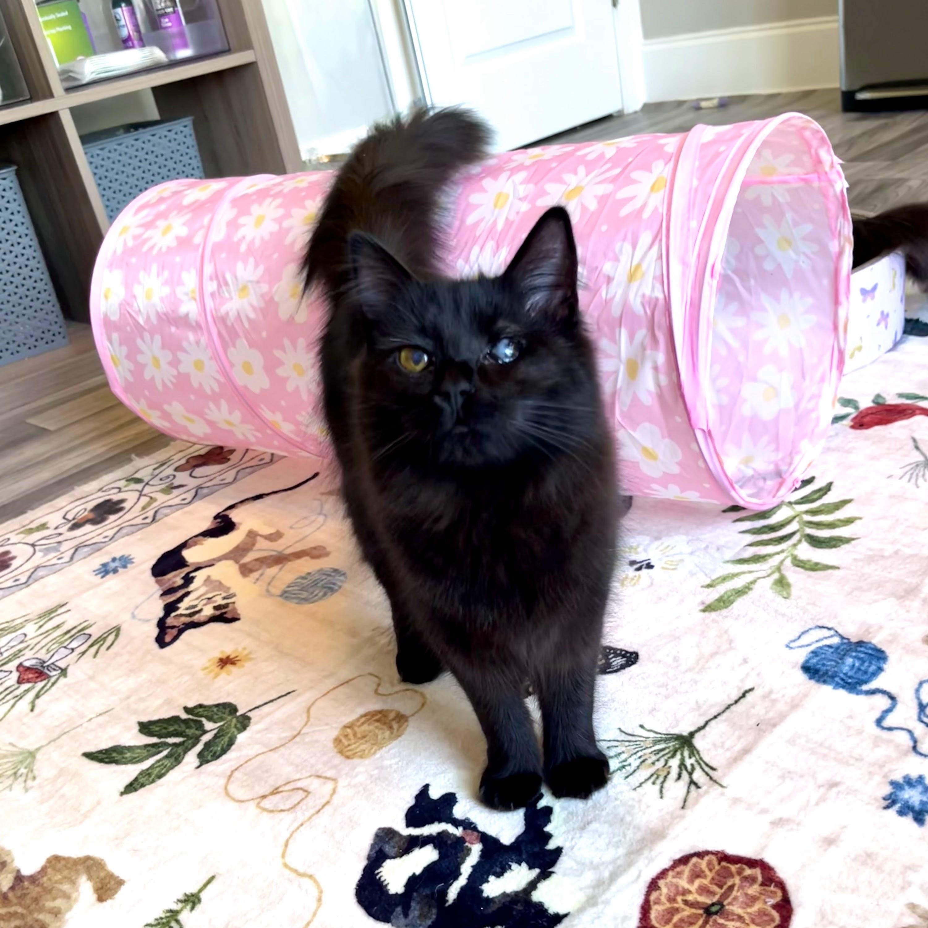 Lillian & Edith Bonded Sisters, a Adoptable Domestic Long Hair in Charlotte, NC image 5/6