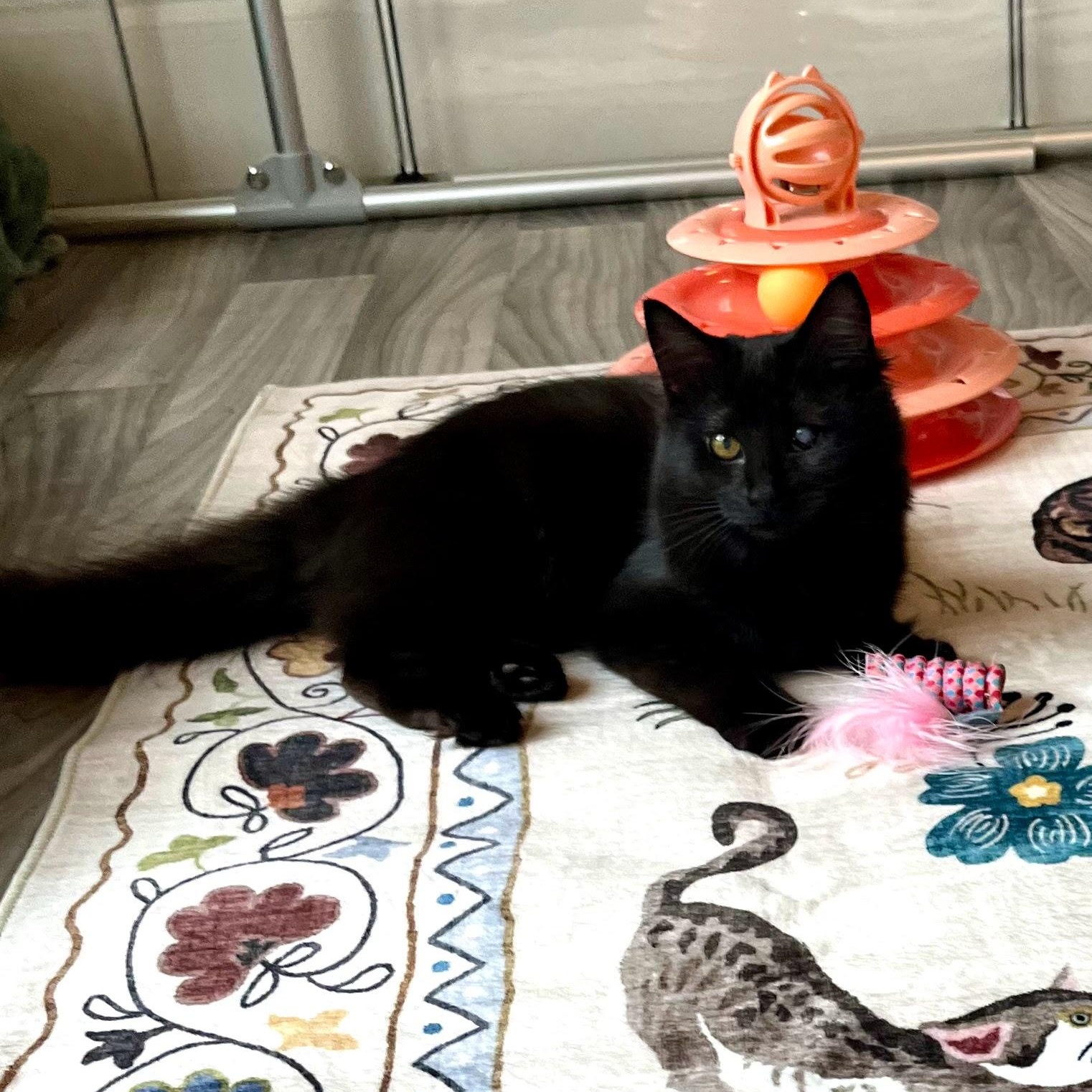 Lillian & Edith Bonded Sisters, a Adoptable Domestic Long Hair in Charlotte, NC image 3/6